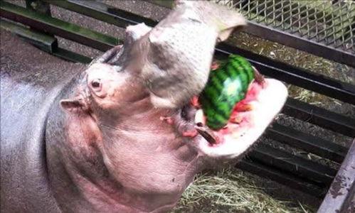 最搞笑的河马吃瓜,笑料横生的动物喜剧现场